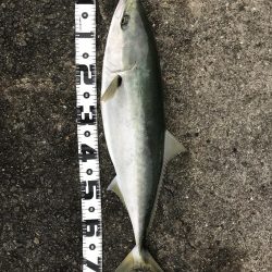 飲ませ釣りでメジロ