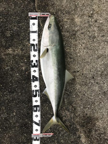 飲ませ釣りでメジロ