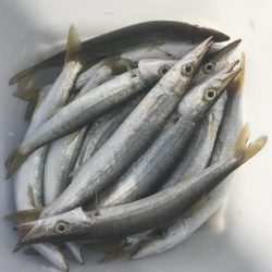 ライトワインドでカマス祭り