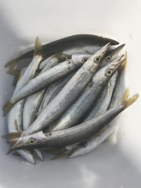 ライトワインドでカマス祭り