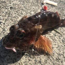 ブラクリ&胴付き二本針でカワハギGET