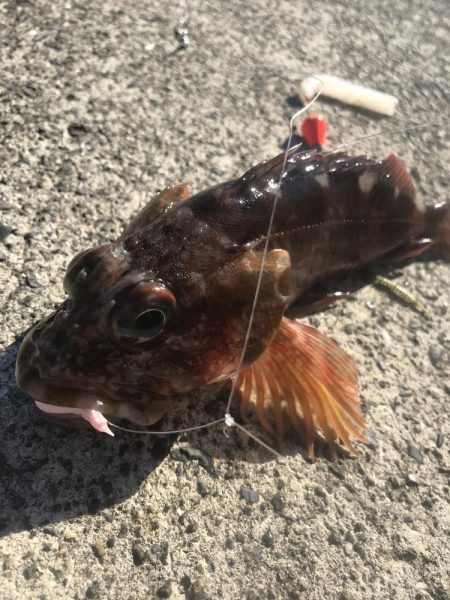 ブラクリ&胴付き二本針でカワハギGET