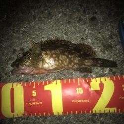 一誠　ハネエビロッド2 鱗付け完了