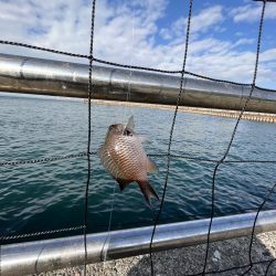 カレイはどこ、サビキしか勝たん
