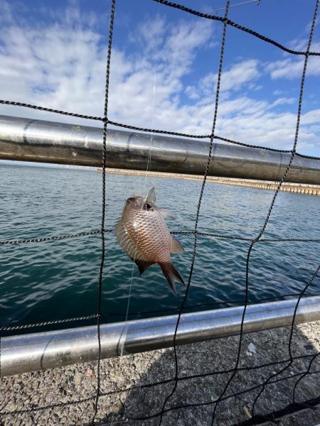 カレイはどこ、サビキしか勝たん