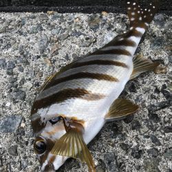 ブラクリ&ガルプ　クラビー2インチでガシラ釣り