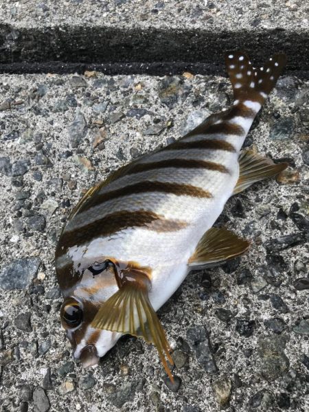 ブラクリ&ガルプ　クラビー2インチ…