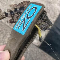 ヘチ際でカワハギ&五目釣り