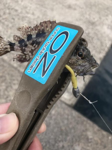 ヘチ際でカワハギ&五目釣り