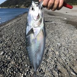 ソウダガツオ好調