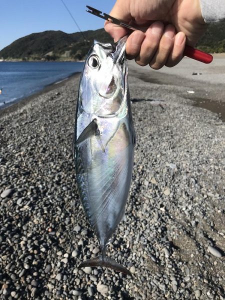 ソウダガツオ好調