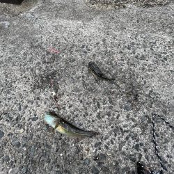 カレイ不在!!フグとヒトデ出勤中