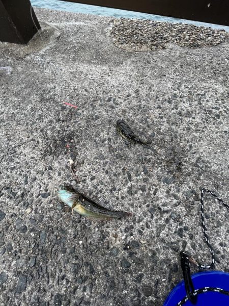 カレイ不在!!フグとヒトデ出勤中