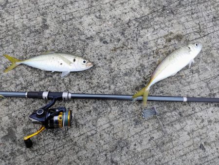 尺アジ入れ食い