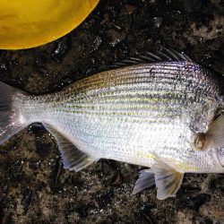 ズル引きチニング