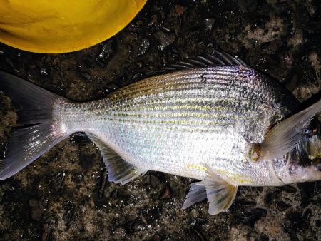 ズル引きチニング