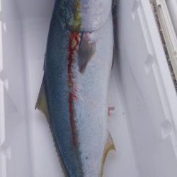 メジロ 67センチ