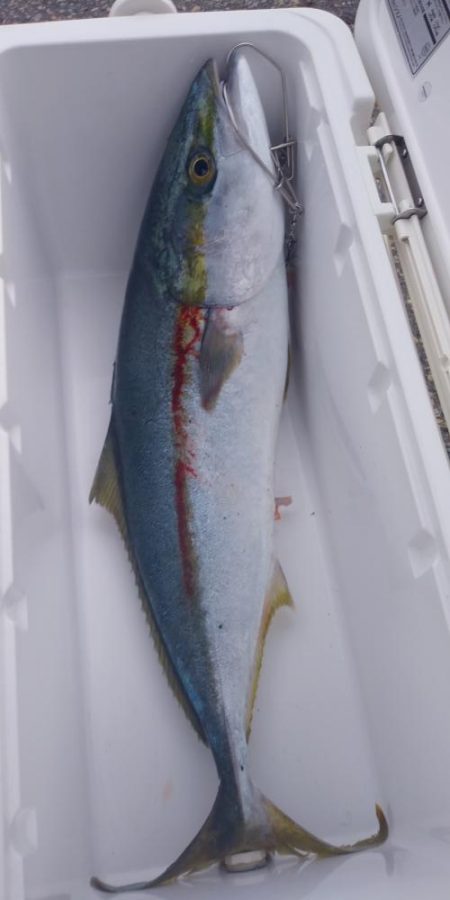 メジロ 67センチ