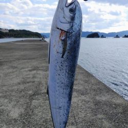 カマスと堤防シイラ