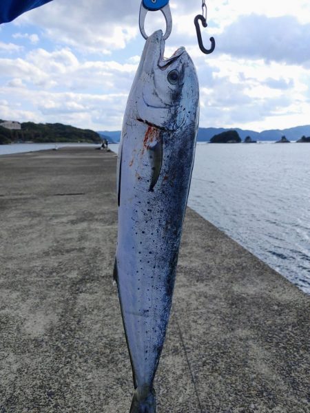 カマスと堤防シイラ