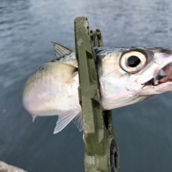 今日は厳しい…