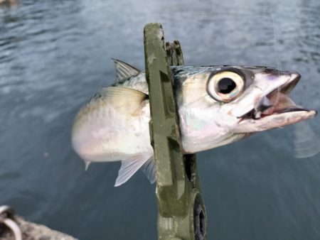 今日は厳しい…