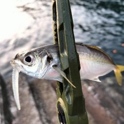 朝マズメアジング