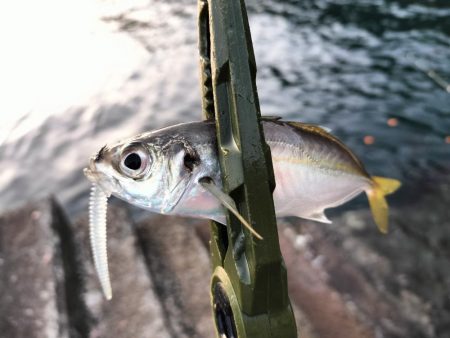 朝マズメアジング