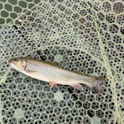 半年ぶりに魚を釣りました。