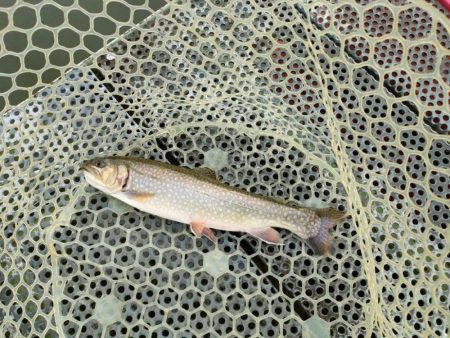 半年ぶりに魚を釣りました。