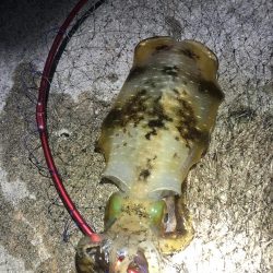 2022 佐渡ヶ島エギング 56回目【11月29日】