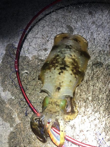 2022 佐渡ヶ島エギング 56回目【11月29日】