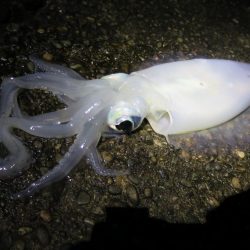 今シーズン初アオリ!