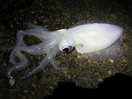 今シーズン初アオリ!