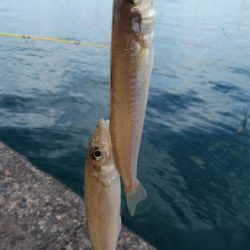 強風の播磨新間釣行