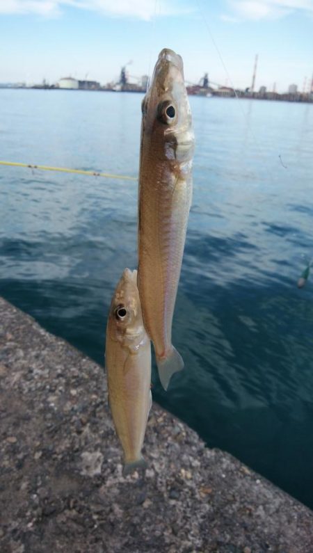 強風の播磨新間釣行