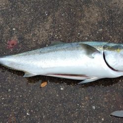 初ブリ80cm＆メジロ77㎝