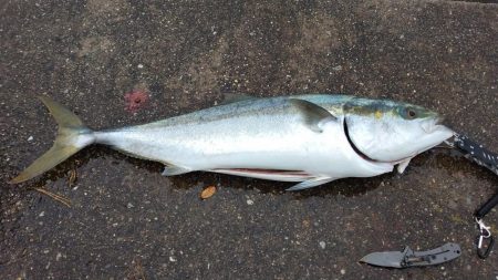 初ブリ80cm＆メジロ77㎝