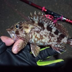 2022/12/06 南港ヘチ釣り釣行