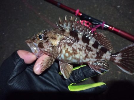 2022/12/06 南港ヘチ釣り釣行