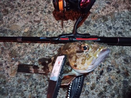 2022/12/09 南港ライトゲーム釣行…