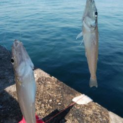 播磨新島のキス情報