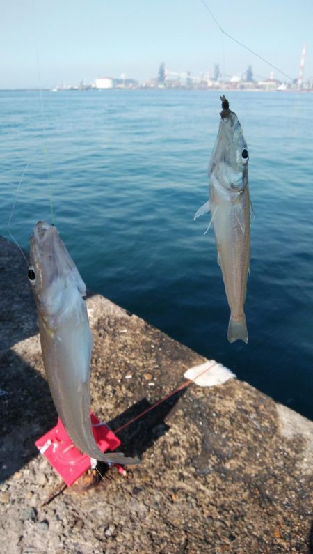 播磨新島のキス情報