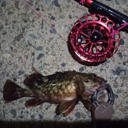 2022/12/10 南港ヘチ釣り釣行