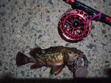 2022/12/10 南港ヘチ釣り釣行