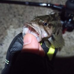 2022/12/11 南港ライトゲーム釣行