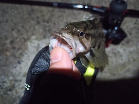 2022/12/11 南港ライトゲーム釣行