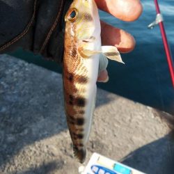 播磨新島のキス釣行