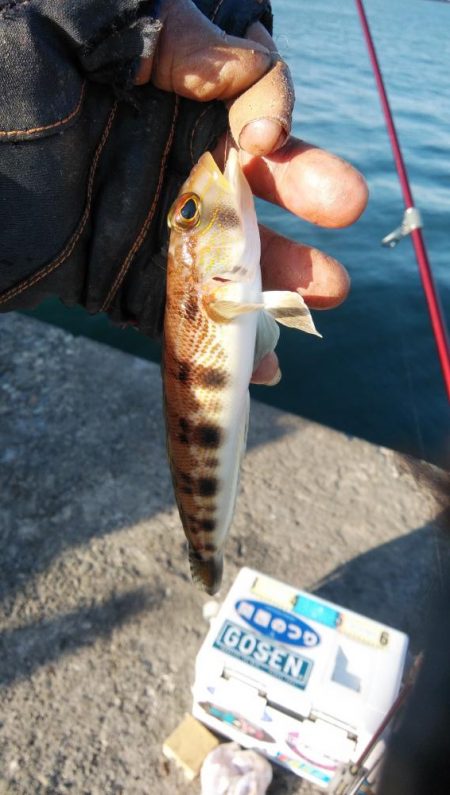 播磨新島のキス釣行