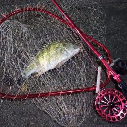 2022/12/14 南港ヘチ釣り釣行